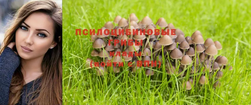 Галлюциногенные грибы MAGIC MUSHROOMS  цена наркотик  Звенигово 